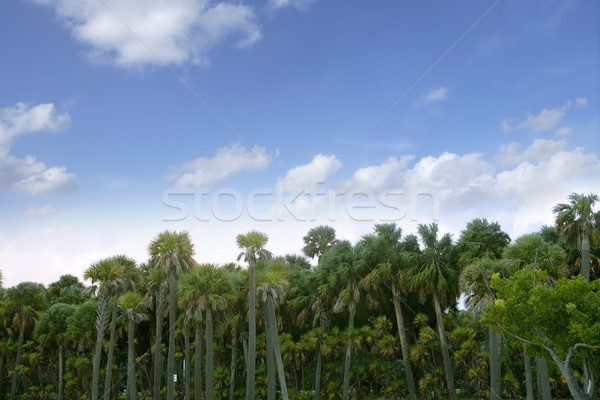 Foto stock: Palmera · forestales · Florida · azul · verano · tropicales