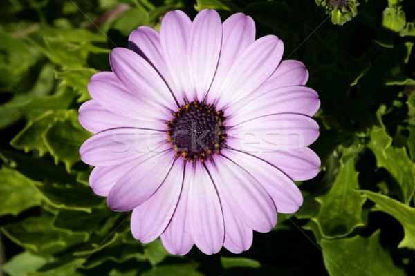 Purple pink daisy flower, green leaves, outdoors Stock photo © lunamarina