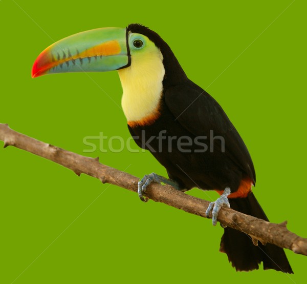 south american toucan colorful bird Stock photo © lunamarina