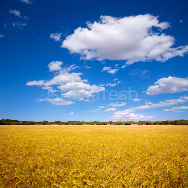 Stock photo: Menorca golden wheat fields in Ciutadella