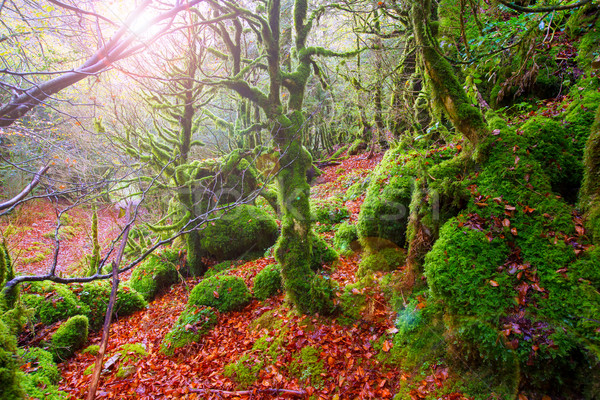 Autumn Selva de Irati beech jungle in Navarra Pyrenees Spain Stock photo © lunamarina