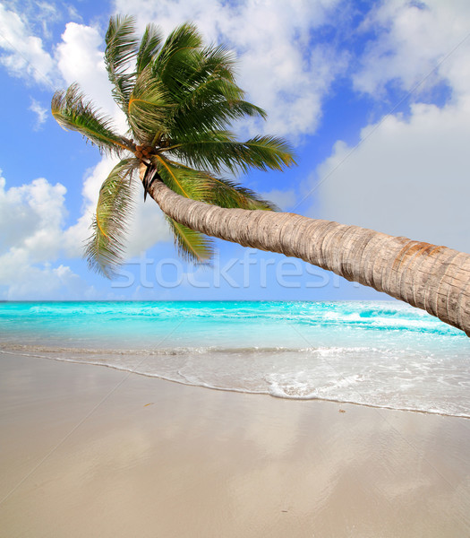 Zdjęcia stock: Palma · tropikalnych · doskonały · plaży · Karaibów · morza