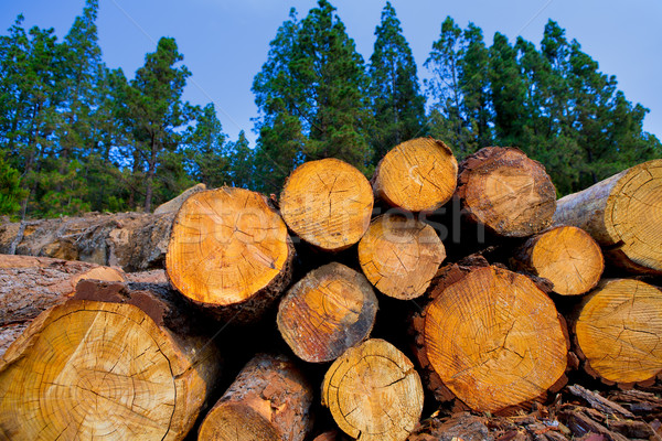 Kiefer Holz Industrie Teneriffa Frühling Holz Stock foto © lunamarina