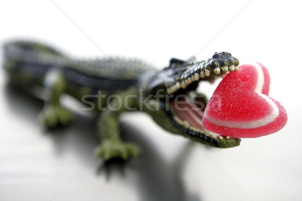 Toy cocodrile, aligator with candy Valentine red heart in his jaws Stock photo © lunamarina
