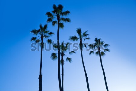 California palme cielo blu alto gruppo cielo Foto d'archivio © lunamarina