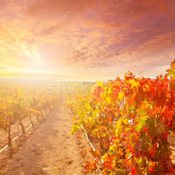 sunrise in vineyard at Utiel Requena vineyards spain Stock photo © lunamarina