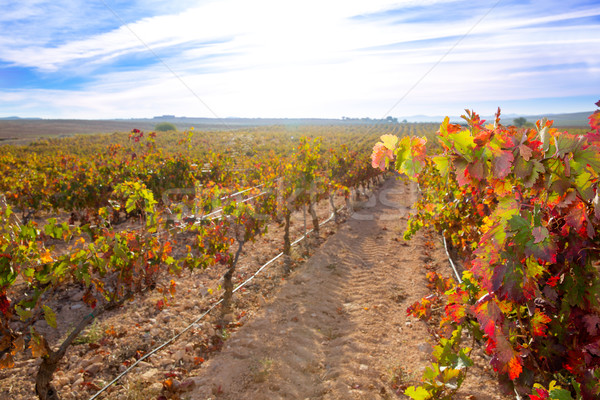 sunrise in vineyard at Utiel Requena vineyards spain Stock photo © lunamarina