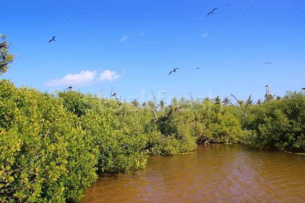 frigate bird reproduction Contoy island mangrove Stock photo © lunamarina