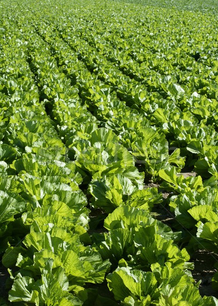 商业照片: 生菜 · 领域 · 绿色 · 颜色 · 西班牙