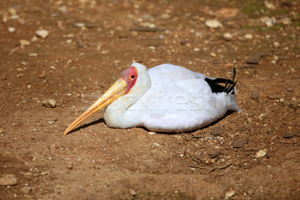 African Yellowbilled Stork Tantalo, Mycteria ibis bird, nature Stock photo © lunamarina
