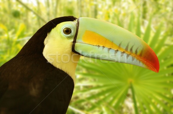 toucan kee billed Tamphastos sulfuratus jungle Stock photo © lunamarina