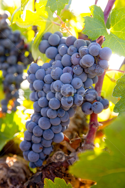 Bobal Wine grapes in vineyard raw ready for harvest Stock photo © lunamarina