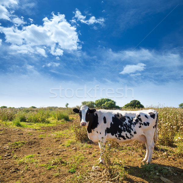 Menorca friesian cow grazing near Ciutadella Balearic Stock photo © lunamarina