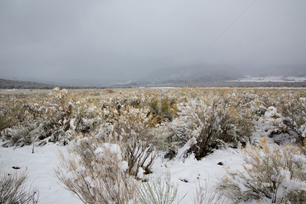 Stock photo: Nevada USA spring snow in the mountains