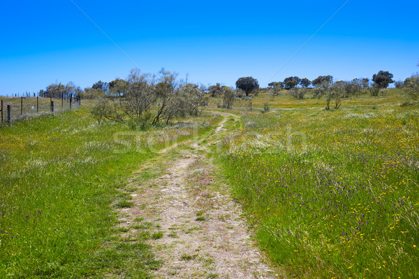 Via de la Plata way in Extremadura Spain Stock photo © lunamarina