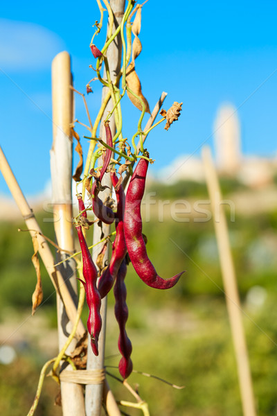 Piros zöldbab mediterrán Spanyolország textúra természet Stock fotó © lunamarina