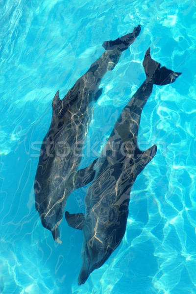 dolphins couple top high angle view turquoise water Stock photo © lunamarina