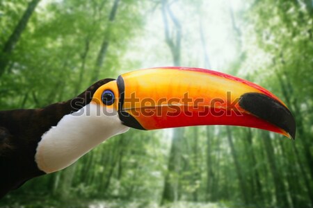 Toco toucan in mangrove tropical jungle Stock photo © lunamarina