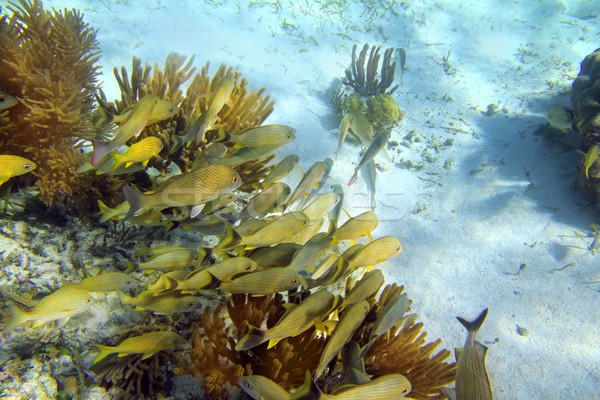 Caribbean reef Grunt fish school Mayan Riviera Stock photo © lunamarina