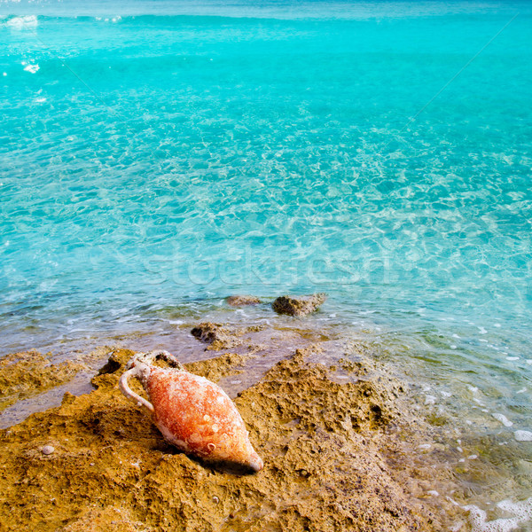 Amphora roman with marine fouling in Mediterranean Stock photo © lunamarina