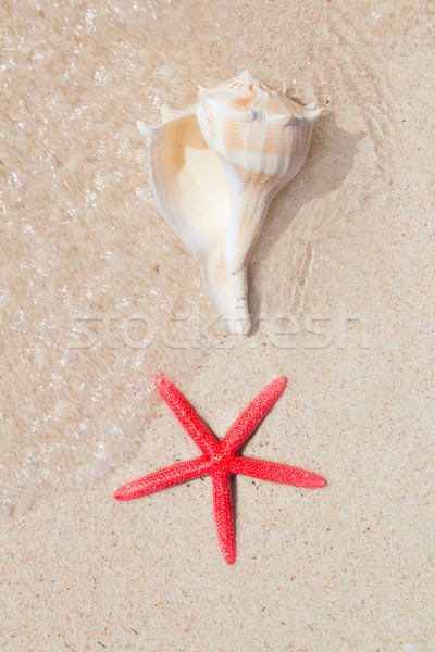 seashell and starfish in white sand beach Stock photo © lunamarina