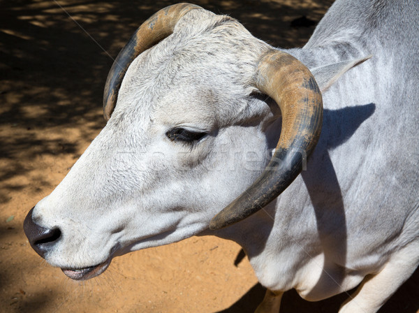 head and horns white bull portrait Stock photo © lunamarina