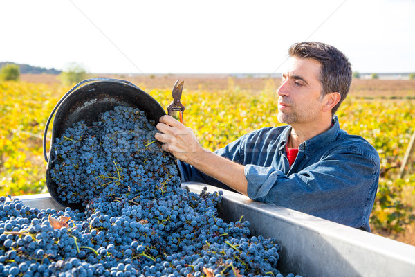 Foto stock: Mediterráneo · vina · agricultor · cosecha · de · uva