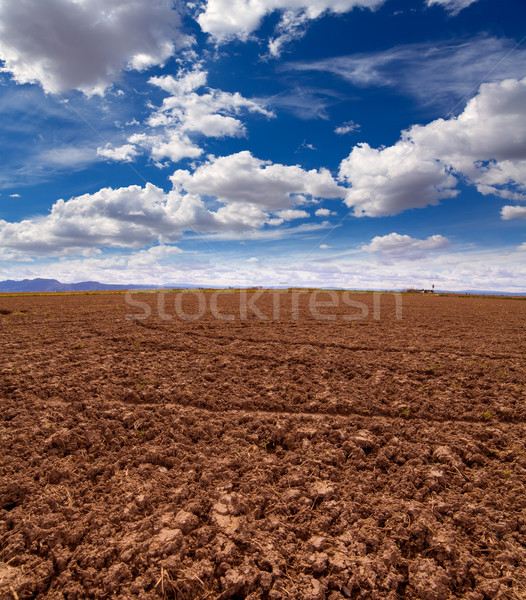 Cereal rice fields in fallow after harvest at Mediterranean Stock photo © lunamarina