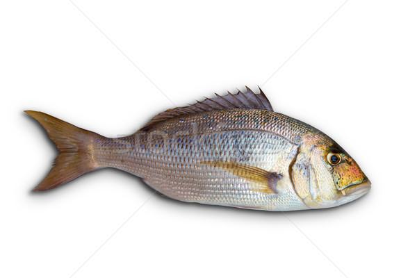 Dentex Dentex fish sparidae from Mediterranean sea Stock photo © lunamarina