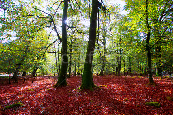 Autumn Selva de Irati beech jungle in Navarra Pyrenees Spain Stock photo © lunamarina
