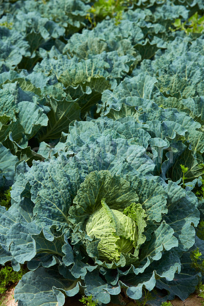 Cabbage field with vegetable detail Stock photo © lunamarina