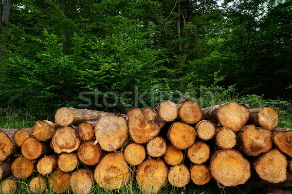 Wooden logs stacked in Harz mountains Germany                   Stock photo © lunamarina