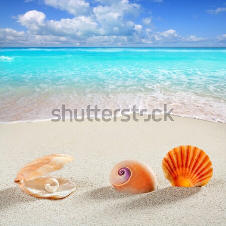 [[stock_photo]]: Caraïbes · perle · shell · sable · blanc · plage · tropicales