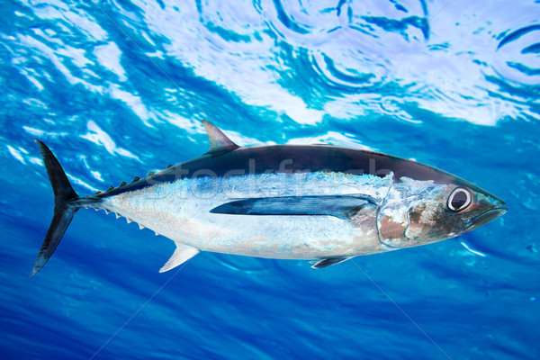Stok fotoğraf: Ton · balığı · balık · sualtı · okyanus · doğa · deniz