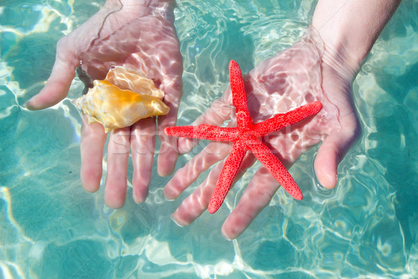 Foto stock: Mãos · starfish · concha · tropical · água