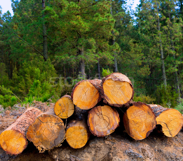 pine tree felled for timber industry in Tenerife Stock photo © lunamarina