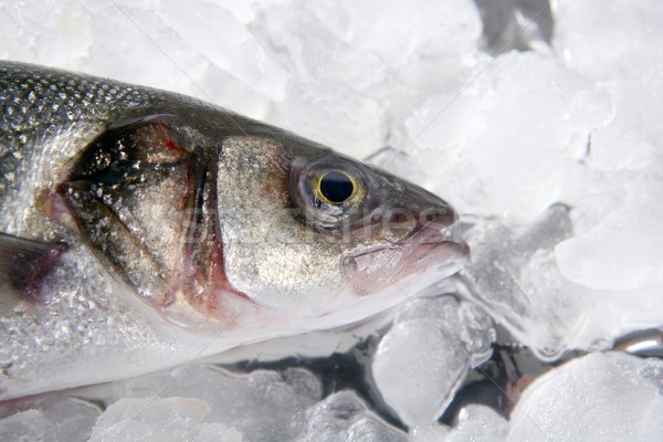 [[stock_photo]]: Poissons · glace · tête · macro · détail · blanche