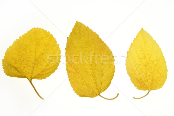 Autumn, fall leaves decorative still at studio white background Stock photo © lunamarina