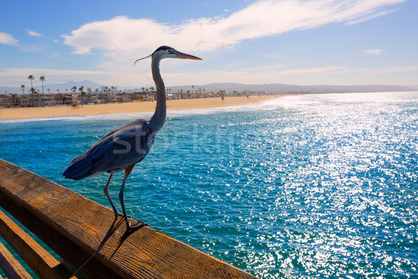 Blue Heron Ardea cinerea in Newport pier California Stock photo © lunamarina