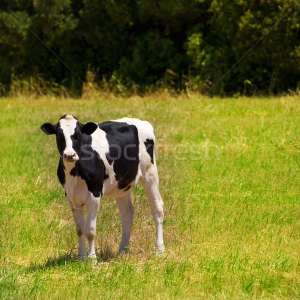 Menorca Friesian cow grazing in green meadow at Balearic Stock photo © lunamarina