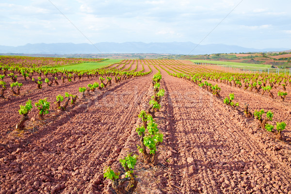 La Rioja vineyard fields in The Way of Saint James Stock photo © lunamarina