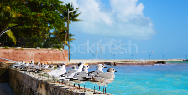 Key west florida beach Clearence S Higgs Stock photo © lunamarina