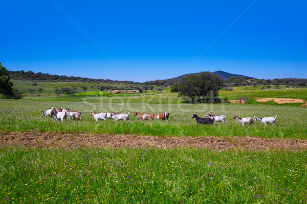 Via de la Plata way in Extremadura Stock photo © lunamarina