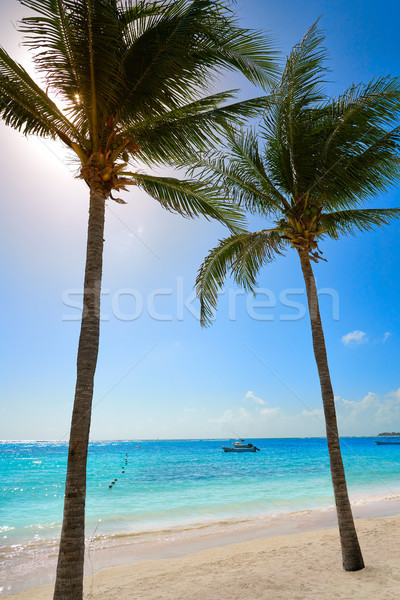 Stock fotó: Kókuszpálma · fa · tengerpart · fák · égbolt · víz