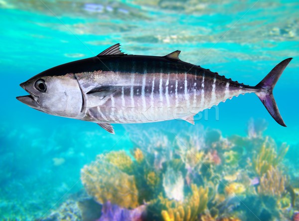 Bluefin tuna fish Thunnus thynnus underwater swimming Stock photo © lunamarina