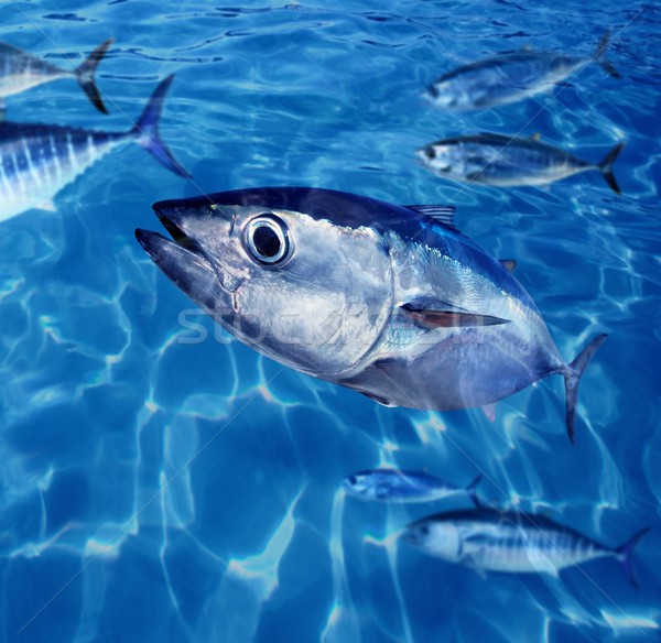 Bluefin tuna Thunnus thynnus fish school underwater Stock photo © lunamarina