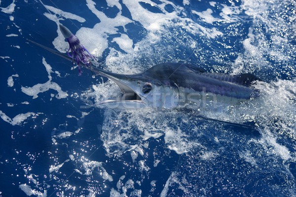 Blanco grande juego deporte pesca azul Foto stock © lunamarina