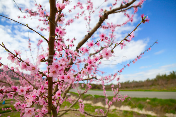 Spring almond tree flowers in Sierra de Espadan Castellon Stock photo © lunamarina