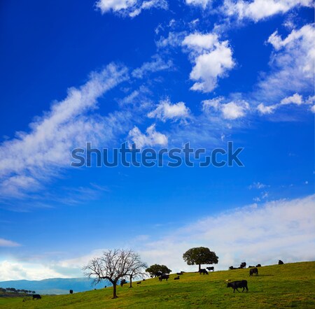fighting bull grazing in Extremadura dehesa Stock photo © lunamarina