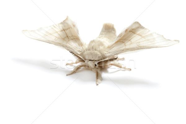 Stock fotó: Pillangó · fehér · selyem · kukac · izolált · ipar
